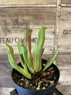 2025年最新】ヘリアンフォラの人気アイテム - メルカリ