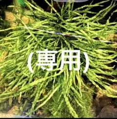 2026年最新】ミクロソリウムタイ産本ナローの人気アイテム - メルカリ