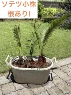 ソテツ 株立　30 ソテツ 株立 30 ソテツ 株立 30