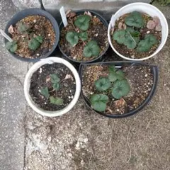 四季なりいちご苗 5株セット抜き苗発送 甘酸っぱい赤イチゴ苗