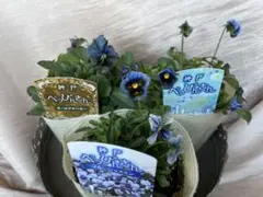 2025年最新】苗の人気アイテム - メルカリ