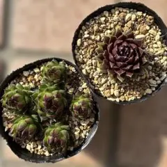 ぽんこ様 リクエスト 3点 まとめ商品