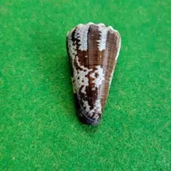 インドハデミナシ150 ミリ、 ヘンガルイモ91ミリ貝殻標本 2個セット