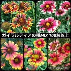 宿根ヒメヒマワリ ブリーディングハーツ 12ポットセット らくらく
