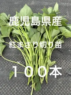 鹿児島県産 紅まさり切り苗 200本 - メルカリ