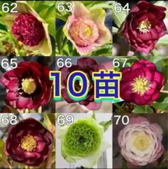クリスマスローズ交配苗6苗★ソレイユプリマヴェーラピエラ利休八咫烏 クリスマスローズ交配苗6苗☆ソレイユプリマヴェーラピエラ利休