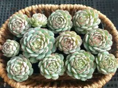 【2000フォロー感謝品】リトルレッドボート②★カット苗★エケベリア★多肉植物