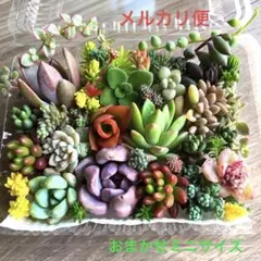 多肉植物♡おまかせ韓国苗セダム詰め合せ♡ちまちま寄せ植えカット苗セットｊ