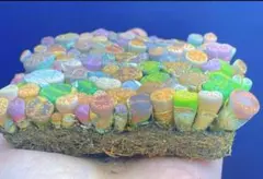 リトープス 1年苗 0.5–1.2cm 30株セット｜選定範囲明記品質統一非福袋のサムネイル