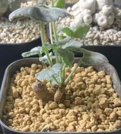 2026年最新】ミラビレの人気アイテム - メルカリ