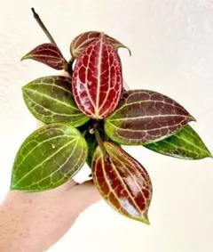 2025年最新】インドアジャングルの人気アイテム - メルカリ