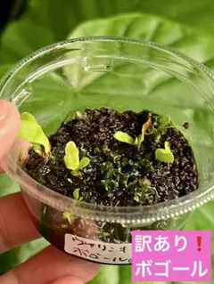 【速達❣️】ウータロ様 リクエスト 5点 まとめ商品