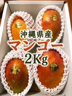 終盤戦　2kg アップルマンゴー　3〜6玉　（箱込み）甘〜い　訳あり　沖縄産のサムネイル