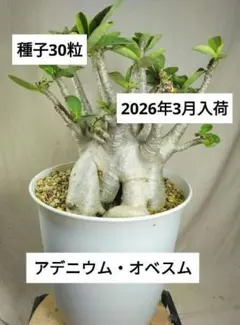 ハロ様 リクエスト 3点 まとめ商品