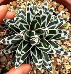 2241アガベ \"児玉笹の雪\" 極濃白 極上株 子株附 アガベ 児玉姫笹の雪 Agave victoria-reginae'Kodama Hime