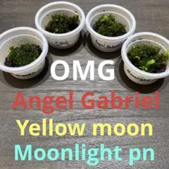 2026年最新】yellow moon dwarfの人気アイテム - メルカリ
