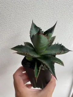 2025年最新】lize産の人気アイテム - メルカリ