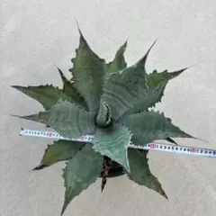 特大‼️ アガベ プロトアメリカーナ ファンキートゥース ドライ