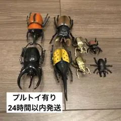 カブトムシ標本4体セット - メルカリ