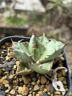 2026年最新】オアハカ 実生の人気アイテム - メルカリ