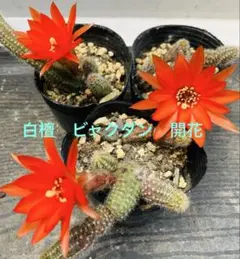 23-火星の光 新品種白檀 花サボテン 群開花 巨大カキコ 開花見込