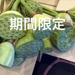 訳あり蓮の実 ハスの実 生花 花材 アレンジメント - メルカリ