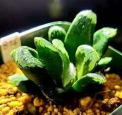 795 夏物語 カキコ多肉植物 ハオルチア アロエ - メルカリ
