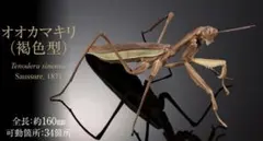 バンダイ 生き物大図鑑 アドバンス オオカマキリ（褐色型） カプセル版