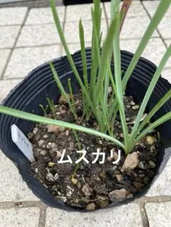 根付き球根　花ニラ12本　特大球根 ご確認ページ　発送済 根付き球根 花ニラ12本 特大球根 ご確認ページ 発送済