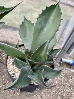 限定値下げ！【希少】中株出品オバティカータ　パリートランカータ✖️オバティフォリア 2025年最新】アガベ パリートランカータの人気アイテム - メルカリ