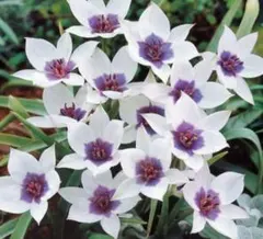 pigeon様専用　球根　アルバコエルレアオクラータ　ライラックワンダー