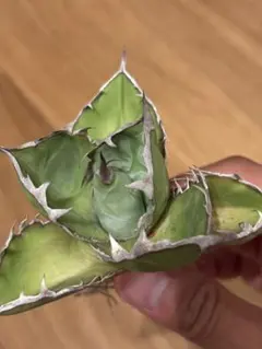 アガベ チタノタ オテロイ