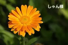 しゃん様オーダーご相談ページ②