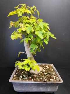 2025年最新】盆栽 かえで 楓の人気アイテム - メルカリ