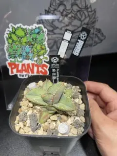 Lize血統　麻花龍　子株　発根済み！ fit=scale-down,w=1200