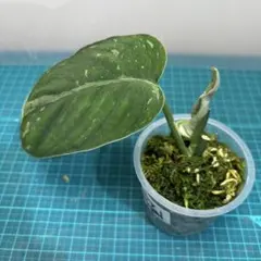 24mk様 リクエスト 2点 まとめ商品