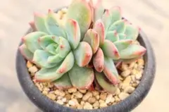 2026年最新】多肉植物 リンゼアナの人気アイテム - メルカリ