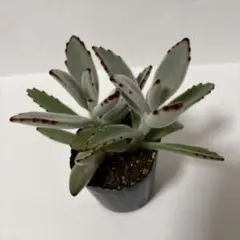 ドットラビット カット苗 多肉植物 カランコエ - メルカリ