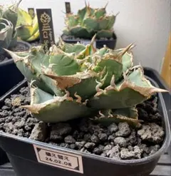 アガベ　チタノタCJ-9子株