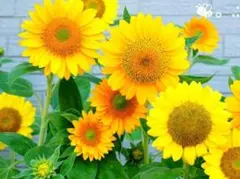 shin1969826 様　専用