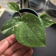 2026年最新】グリーンオン モンステラの人気アイテム - メルカリ