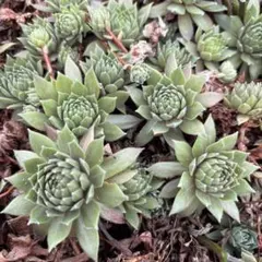ま*ま様 Pachamama sempervivum - メルカリ