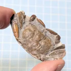 海の宝貝様専用 貝殻 標本 キノコウニ - メルカリ