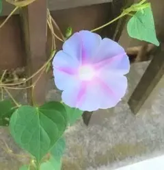 変化朝顔 青渦蜻蛉葉薄茶丸咲 種 アサガオ 大輪朝顔 - メルカリ