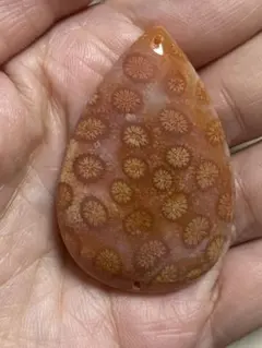 2026年最新】フォッシルコーラルの人気アイテム - メルカリ