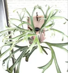 2025年最新】アルシコルネ ドワーフの人気アイテム - メルカリ