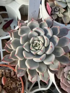 2025年最新】ザラゴーサspノバの人気アイテム - メルカリ