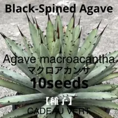 □漆黒の極太 ！アデニウム アラビカム ドワーフ ブラック ナイト 種5