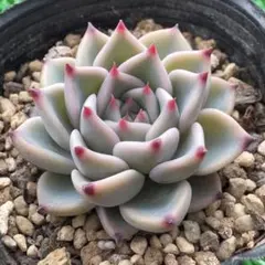 2026年最新】mコロラータの人気アイテム - メルカリ