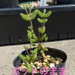 banjo12様専用 ドロサンテマム グロボーサム 多肉植物 7.5cmポット